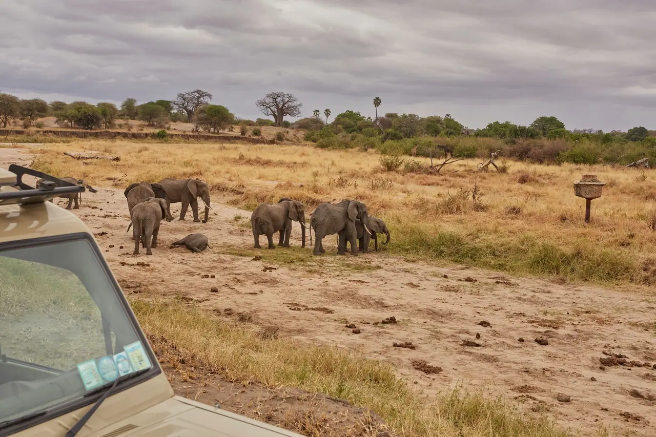 Elephants watched from a safari vehicle at a respectful distance