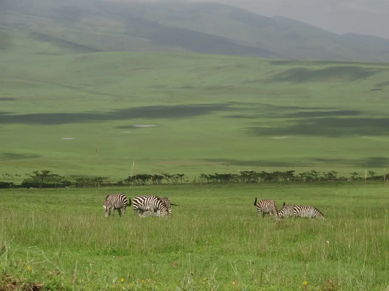 1 Day Ngorongoro Crater Safari
